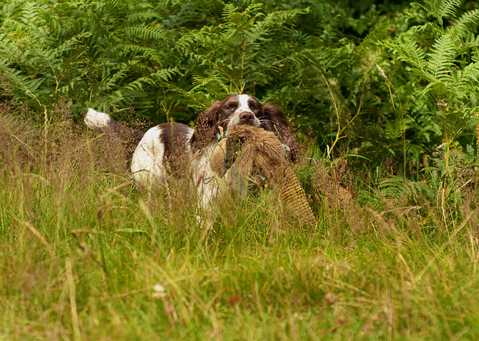 Ace Retrieving